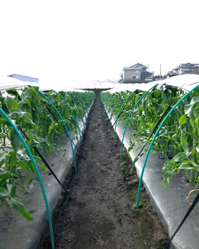 1月に定植したスイートコーン🌽
厳しい寒さに耐えて順調に生育中😊

少しずつ時期をずらしながらイエロー、ホワイトを交互に作っています。

3/14は旧暦の2/15、農業の神様「高岩神社」のある高岩山へ。
仕事の途中で思い出して、急遽雲仙の高岩山に登りました。
ミヤマキリシマの綺麗な宝原園地の駐車場から約30分ほど登り、今年の豊作を願い参拝。
帰りに、いつもこの日に駐車場に来ている「前田鍛冶屋」さんで、大根の葉切り包丁や鍬を買って午後の仕事へ。

4月に入ったらスイートコーンの予約を開始したいと思っていますので、宜しくお願い致します。
また、ふるさと納税も6月過ぎますと来年発送となりますので、お早めにお願い致します。

#SAKAIFARM#さかいさんち#さかいさんち島原#島原のさかいさんち#スイートコーン#スイートコーン農家#スイートコーン販売#スイートコーン予約#高岩神社#高岩山#ふるさと納税#ふるさと納税返礼品#島原市#島原市ふるさと納税返礼品#島原野菜#美味しいを届けたい